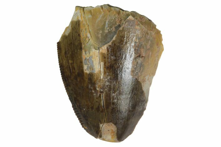 Serrated, Fossil Phytosaur Partial Tooth - Arizona #164660